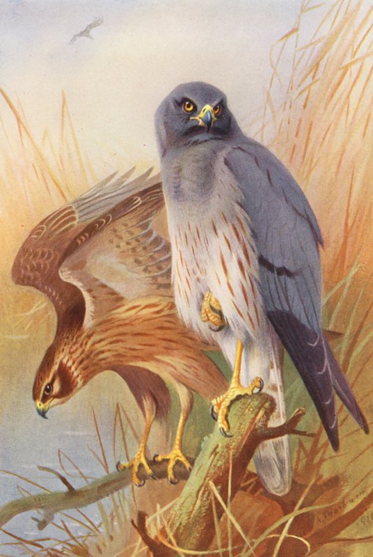 Hedehøg (han og hun) (farvelitografi) af Archibald Thorburn