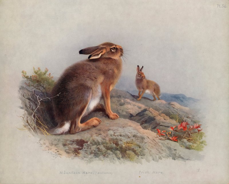 Bjerghare (efterår), irsk hare af Archibald Thorburn