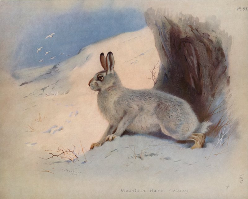 Bjerghare (vinter) af Archibald Thorburn