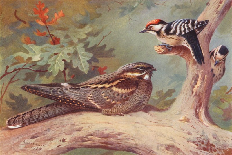 Natravn, lille flagspætte (han og hun) (farvelitografi) af Archibald Thorburn