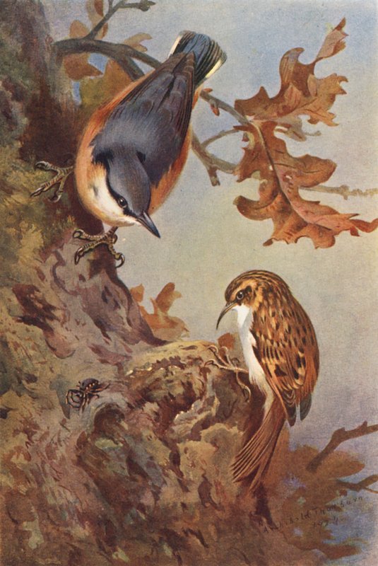Nuthatch, Tree-Creeper (farvelitografi) af Archibald Thorburn