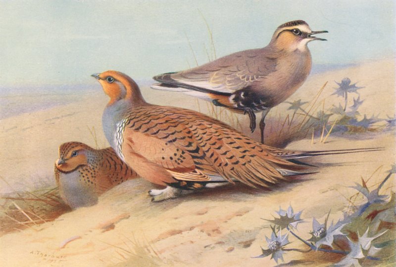 Pallas-sandhøne (han og hun), hjejle (farvelitografi) af Archibald Thorburn