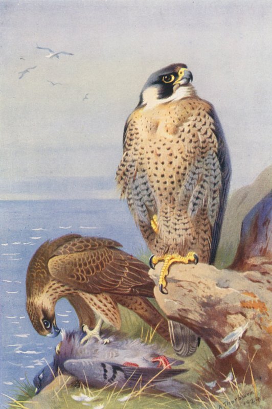Vandrefalk (farvelitografi) af Archibald Thorburn