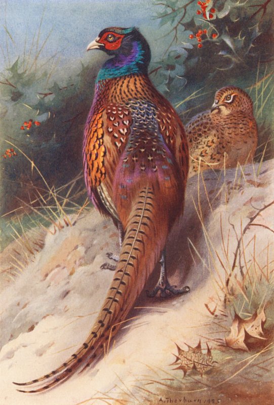 Fasan (han og hun) (farvelitografi) af Archibald Thorburn