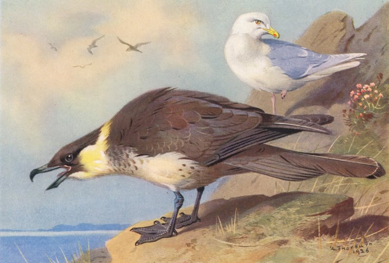 Pomatorhine Skua, islandsk måge (farvelitografi) af Archibald Thorburn