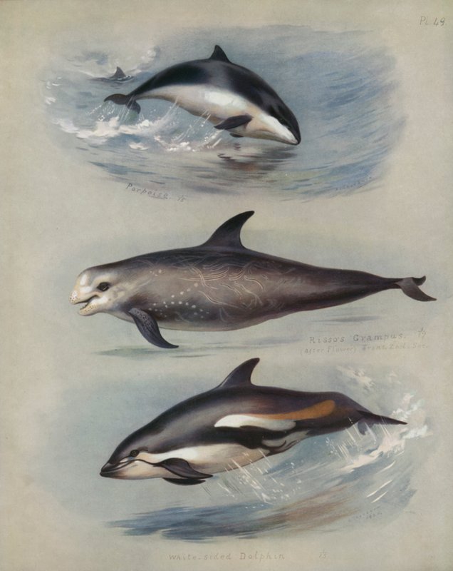 Marsvin, Rissos Grampus, Hvidsidet delfin af Archibald Thorburn