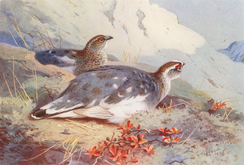 Fjeldrype (han og hun, efterår) (farvelitografi) af Archibald Thorburn