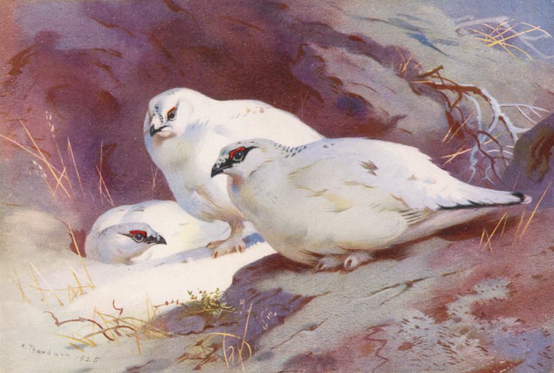 Rype (han og hun, vinter) (farvelitografi) af Archibald Thorburn