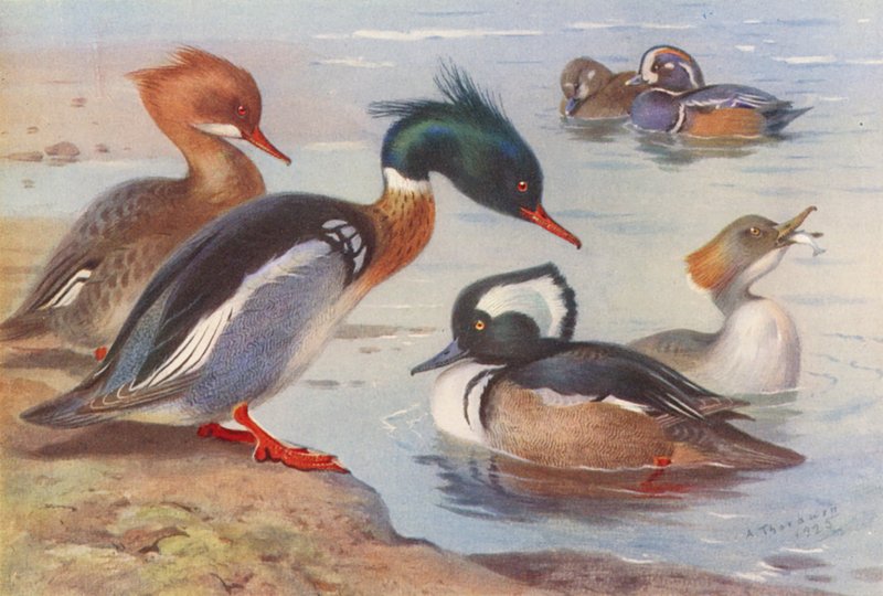 Rødstrubet bjergand (han og hun), harlekinand (han og hun), hættebuget bjergand (han og hun) (farvelitografi) af Archibald Thorburn