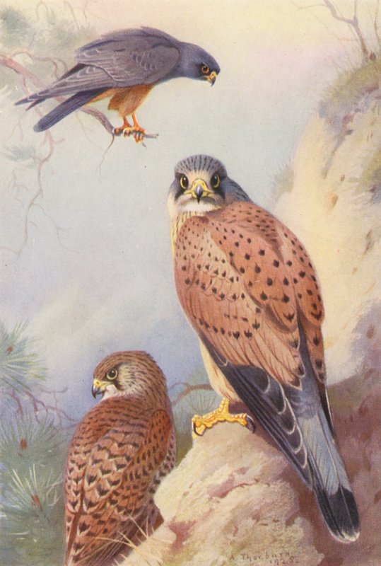 Rødfodet falk, tårnfalk (han og hun) (farvelitografi) af Archibald Thorburn