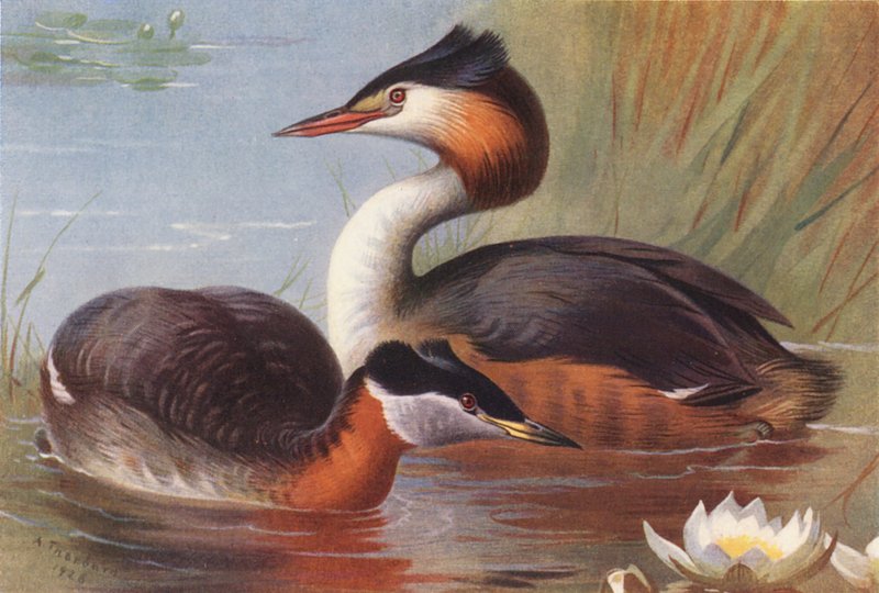Rødhalset lappedykker, toppet lappedykker (farvelitografi) af Archibald Thorburn