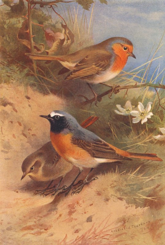 Rødbryst, rødstjert (han og hun) (farvelitografi) af Archibald Thorburn