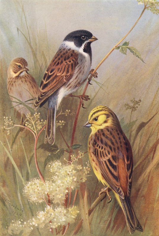 Rørspurv (han og hun), gulspurv eller gul hammer (farvelitografi) af Archibald Thorburn