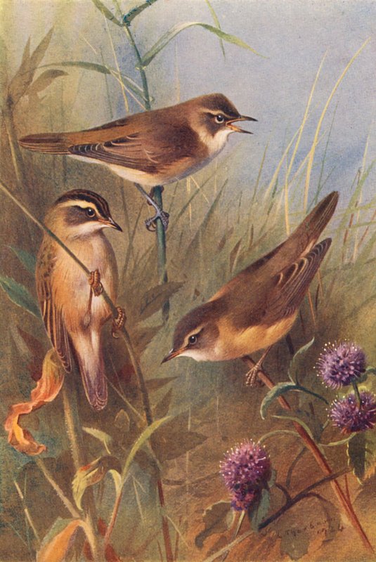 Rørsanger, sivsanger, sivsanger (farvelitografi) af Archibald Thorburn