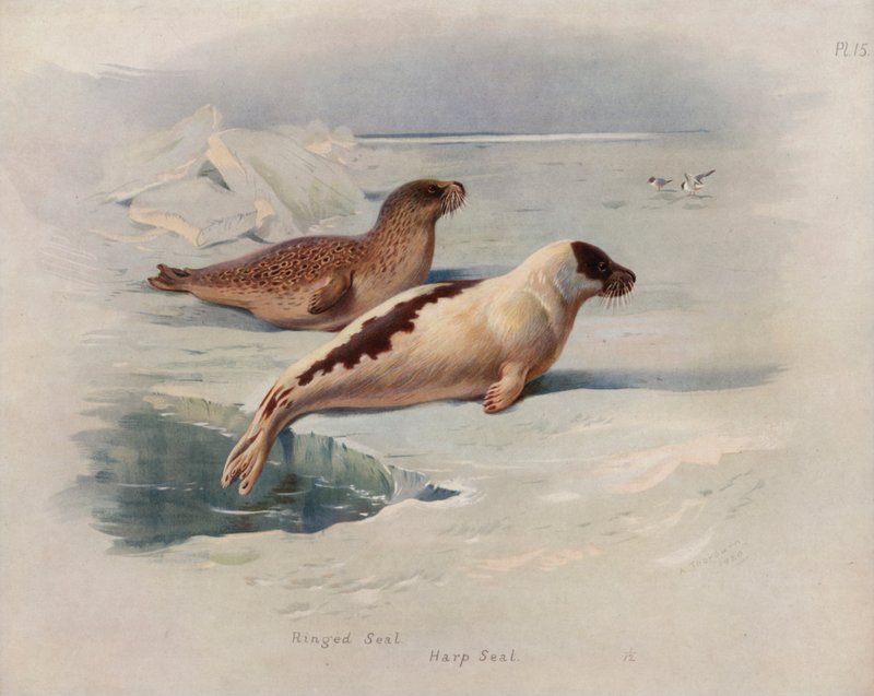 Ringsæl, Grønlandssæl af Archibald Thorburn