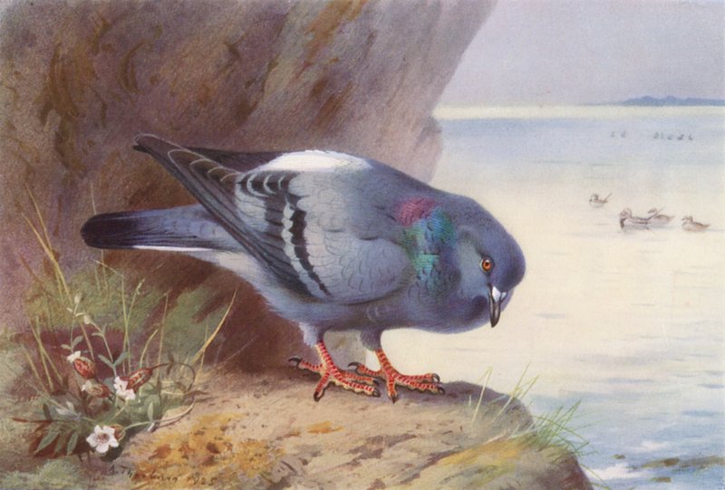 Rock-Dove (farvelitografi) af Archibald Thorburn