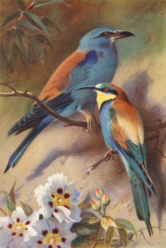 Rulle, Bee-Eater (farvelitografi) af Archibald Thorburn