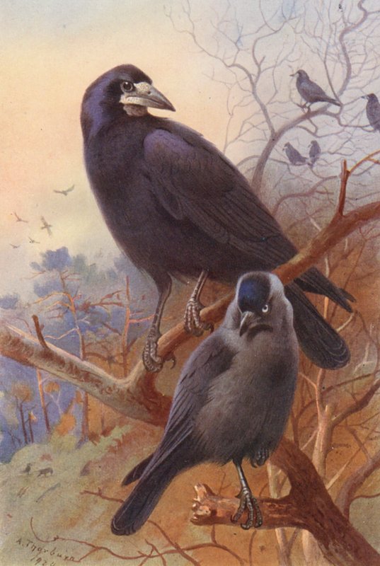 Tårn, kaja (farvelitografi) af Archibald Thorburn
