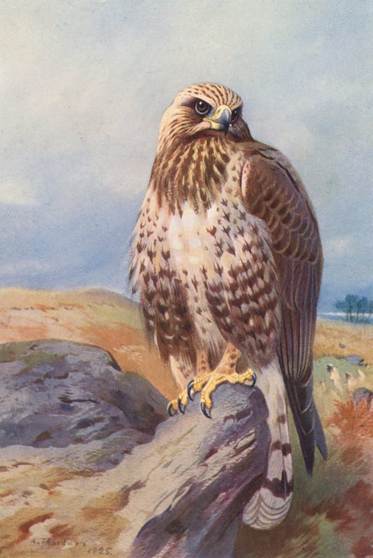 Rough-Legged Buzzard (farvelitografi) af Archibald Thorburn