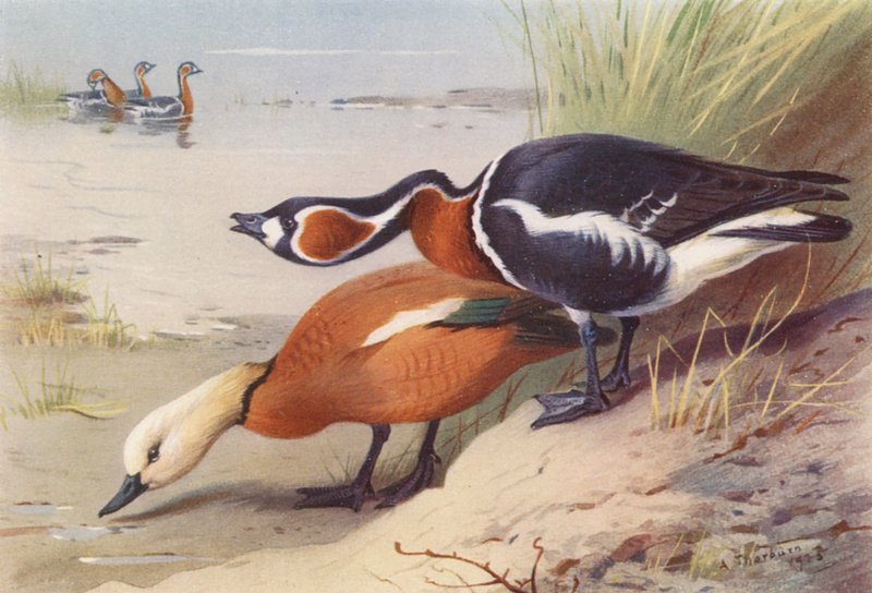 Rødstrubet bjergand, rødbrystet gås (farvelitografi) af Archibald Thorburn