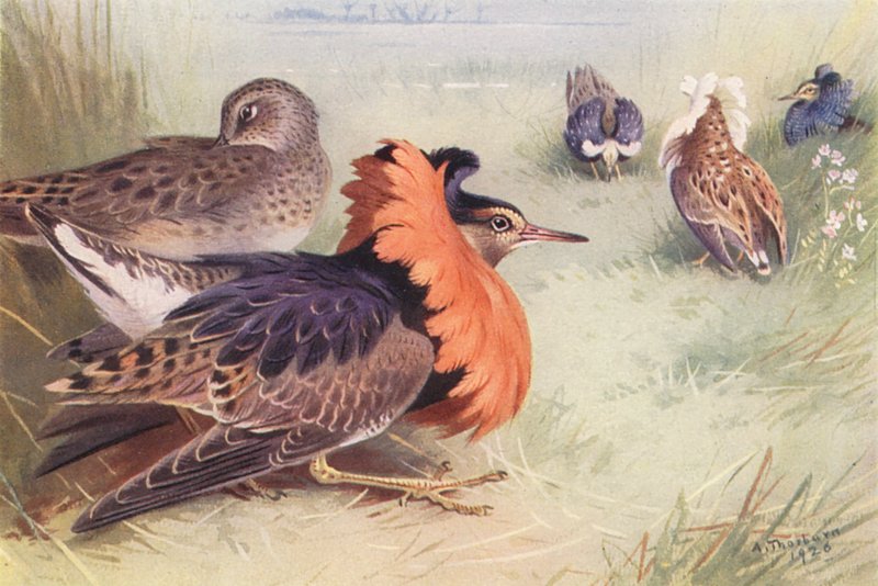 Ruff (fire typer af hanner og hunner) (farvelitografi) af Archibald Thorburn