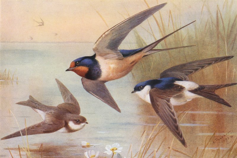 Sand-Martin, Swallow, Martin (farvelitografi) af Archibald Thorburn