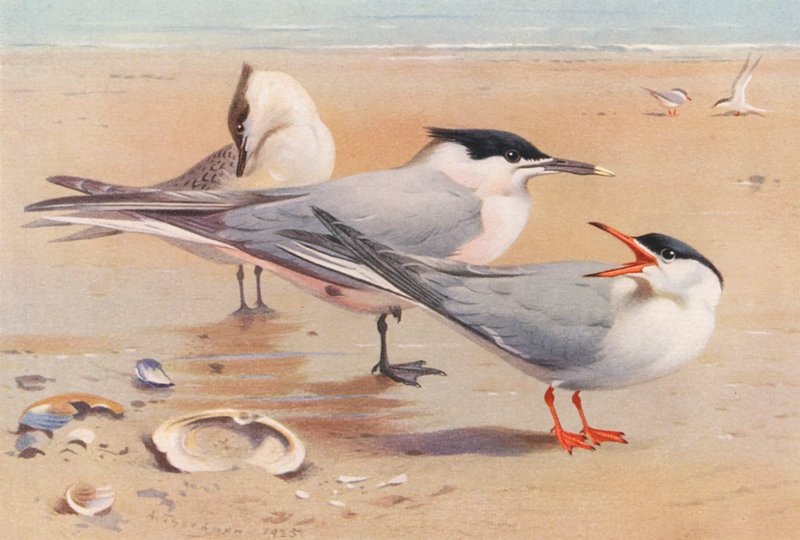 Sandwichterne (voksen og ung), havterne (farvelitografi) af Archibald Thorburn
