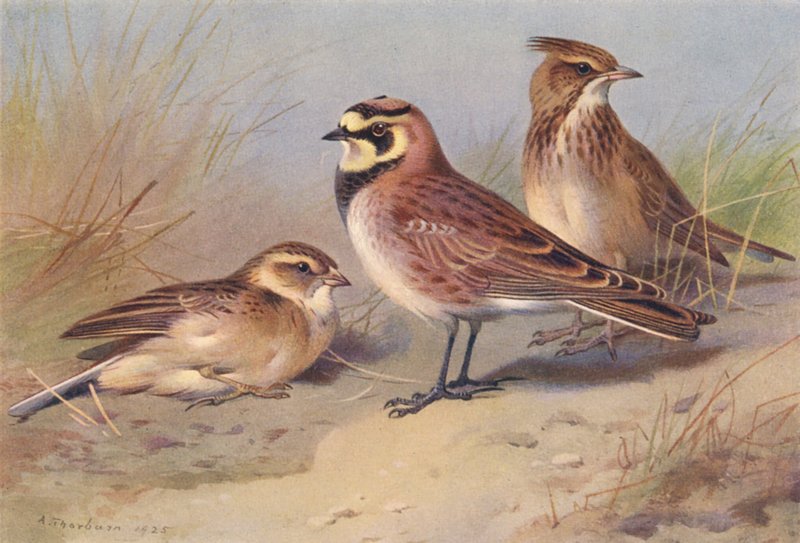 Korttået lærke, strandlærke, hedelærke (farvelitografi) af Archibald Thorburn