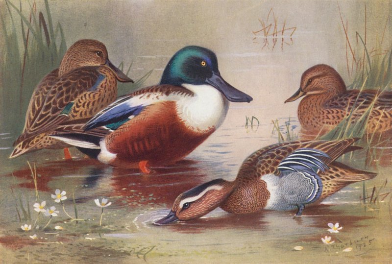 Spidsand (han og hun), knarand (han og hun) (farvelitografi) af Archibald Thorburn