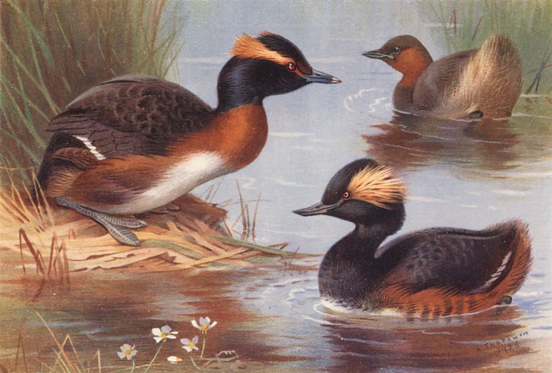 Gråstrubet lappedykker, lille lappedykker, sorthalset lappedykker (farvelitografi) af Archibald Thorburn