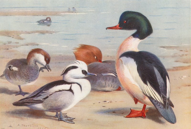 Smew (han og hun), Goosander (han og hun) (farvelitografi) af Archibald Thorburn