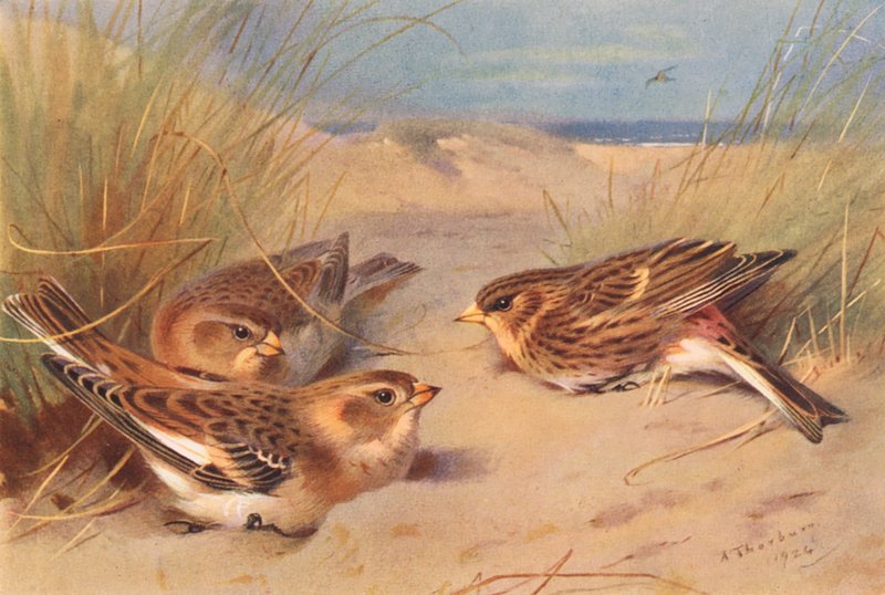 Snespurv (vinter), fjeldvåge (farvelitografi) af Archibald Thorburn