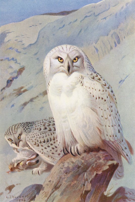 Sneugle (farvelitografi) af Archibald Thorburn