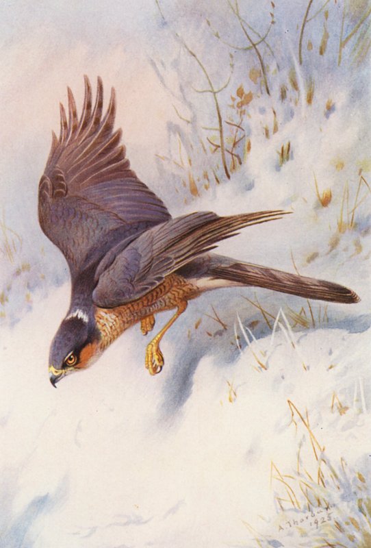 Spurvehøg (voksen han) (farvelitografi) af Archibald Thorburn