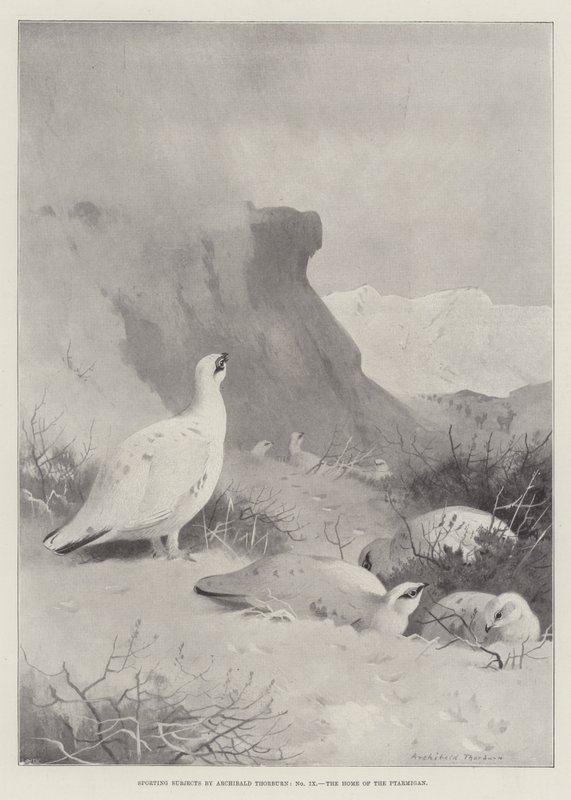 Sportsfag, Rypens Hjem af Archibald Thorburn