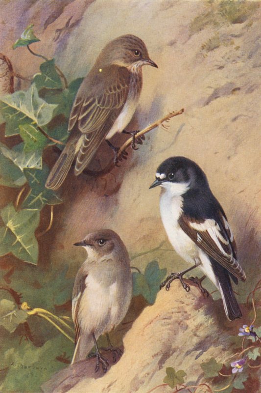 Broget fluesnapper, broget fluesnapper (han og hun) (farvelitografi) af Archibald Thorburn