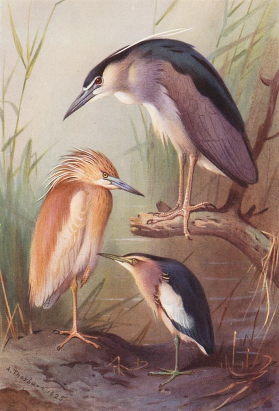 Squacco Heron, Night Heron, Little Bittern (farvelitografi) af Archibald Thorburn