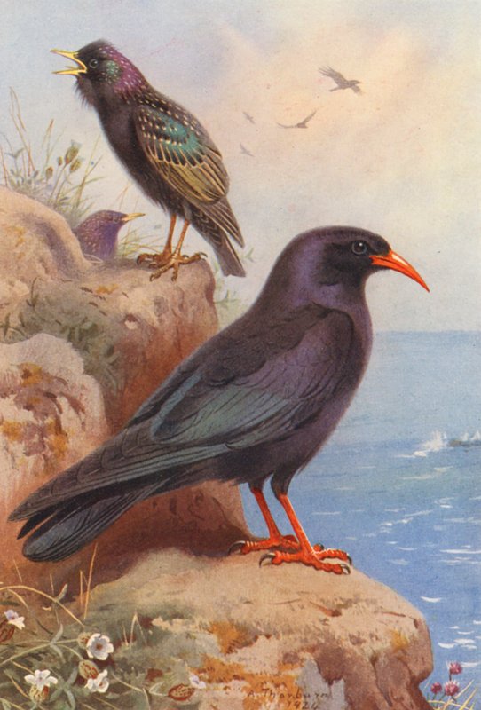 Stær, fuglekonge (farvelitografi) af Archibald Thorburn