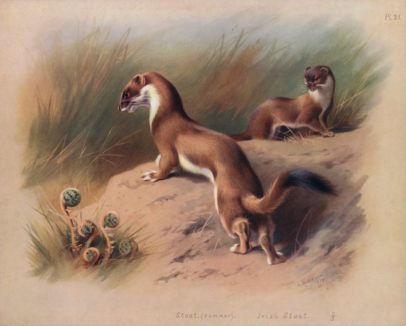 Stoat (sommer), Irish Stoat (farve litho) af Archibald Thorburn