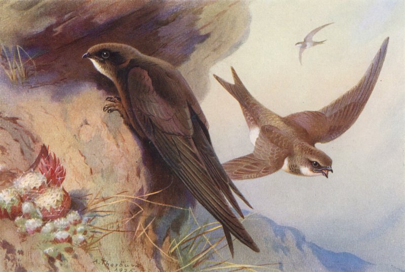 Swift, Alpine Swift (farvelitografi) af Archibald Thorburn