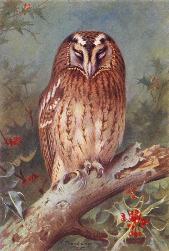 Skovhornugle (farvelitografi) af Archibald Thorburn
