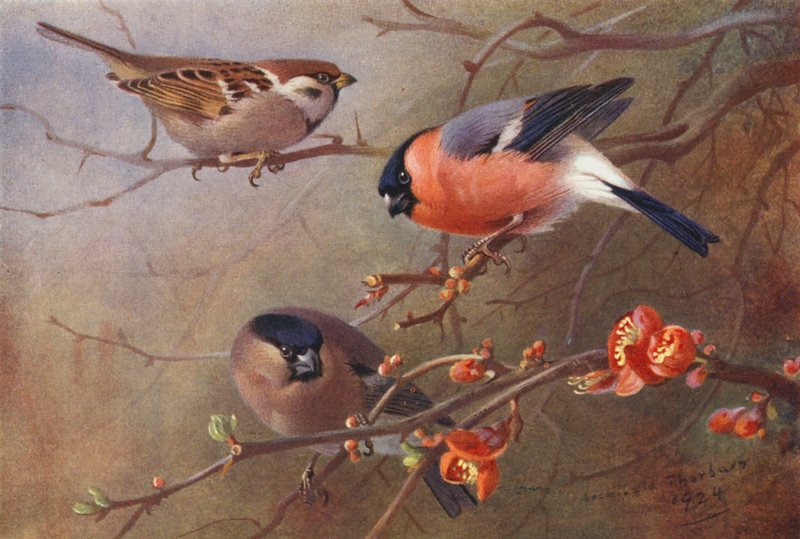 Skovspurv, dompap (han og hun) (farvelitografi) af Archibald Thorburn