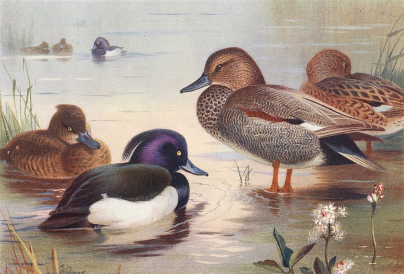 Troldand (han og hun), taffeland (han og hun) (farvelitografi) af Archibald Thorburn