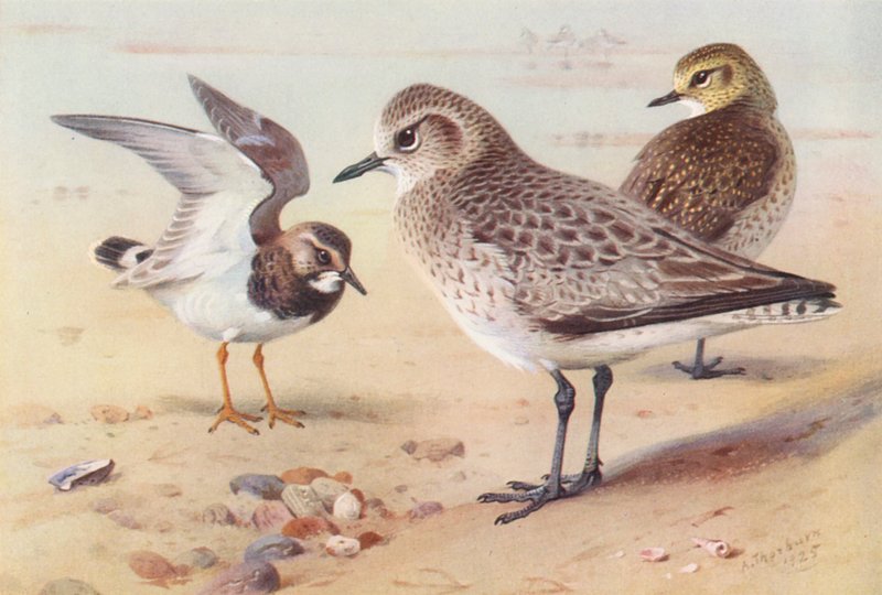 Stenvender (vinter), hjejle (vinter), strandhjejle (vinter) (farvelitografi) af Archibald Thorburn