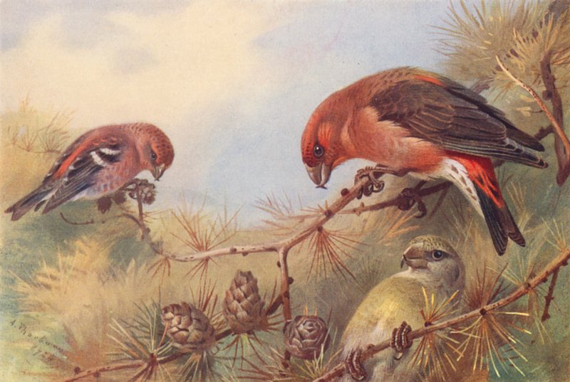 To-barret korsnæb, korsnæb (han og hun) (farvelitografi) af Archibald Thorburn