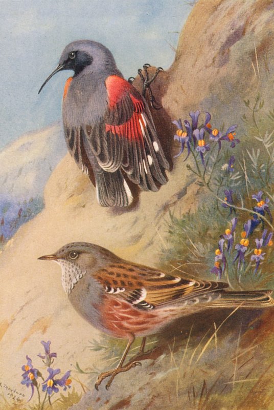 Wall-Creeper, Alpine Accentor (farvelitografi) af Archibald Thorburn