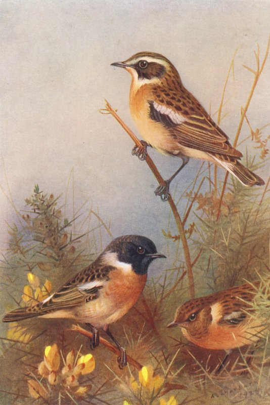 Kvækerfinke, stenpikker (han og hun) (farvelitografi) af Archibald Thorburn