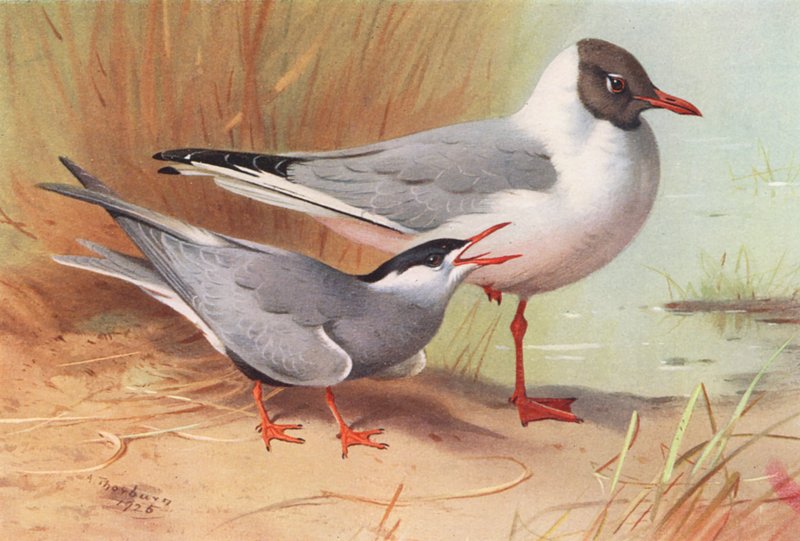Hvidskægget terne, sorthovedet måge (sommer) (farvelitografi) af Archibald Thorburn
