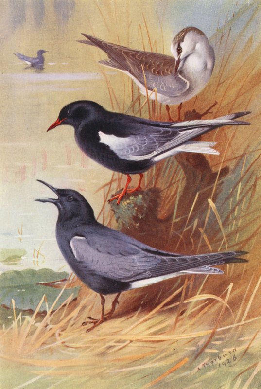 Hvidvinget sortterne (voksen og unge), sortterne (farvelitografi) af Archibald Thorburn
