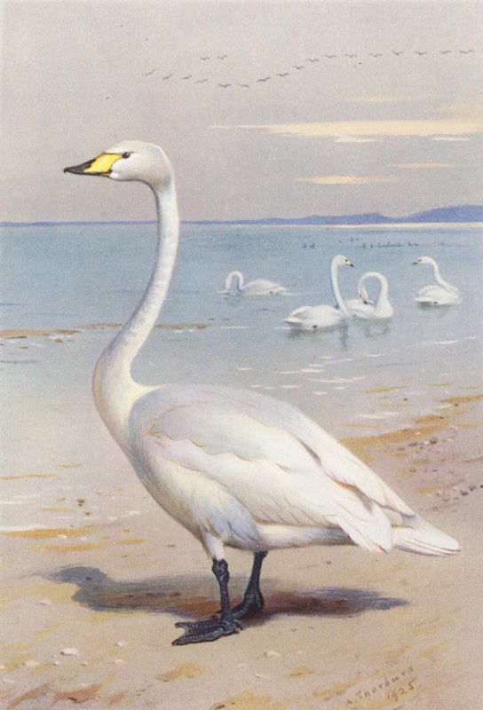 Sangsvane (farvelitografi) af Archibald Thorburn
